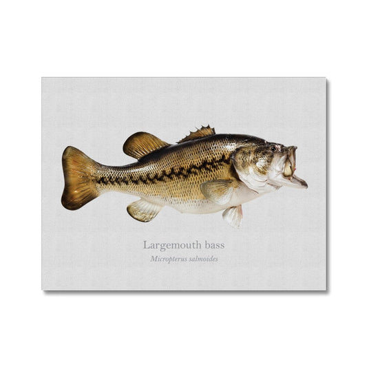 Largemouth Bass - Canvas Print - With Scientific Name - madfishlab.com