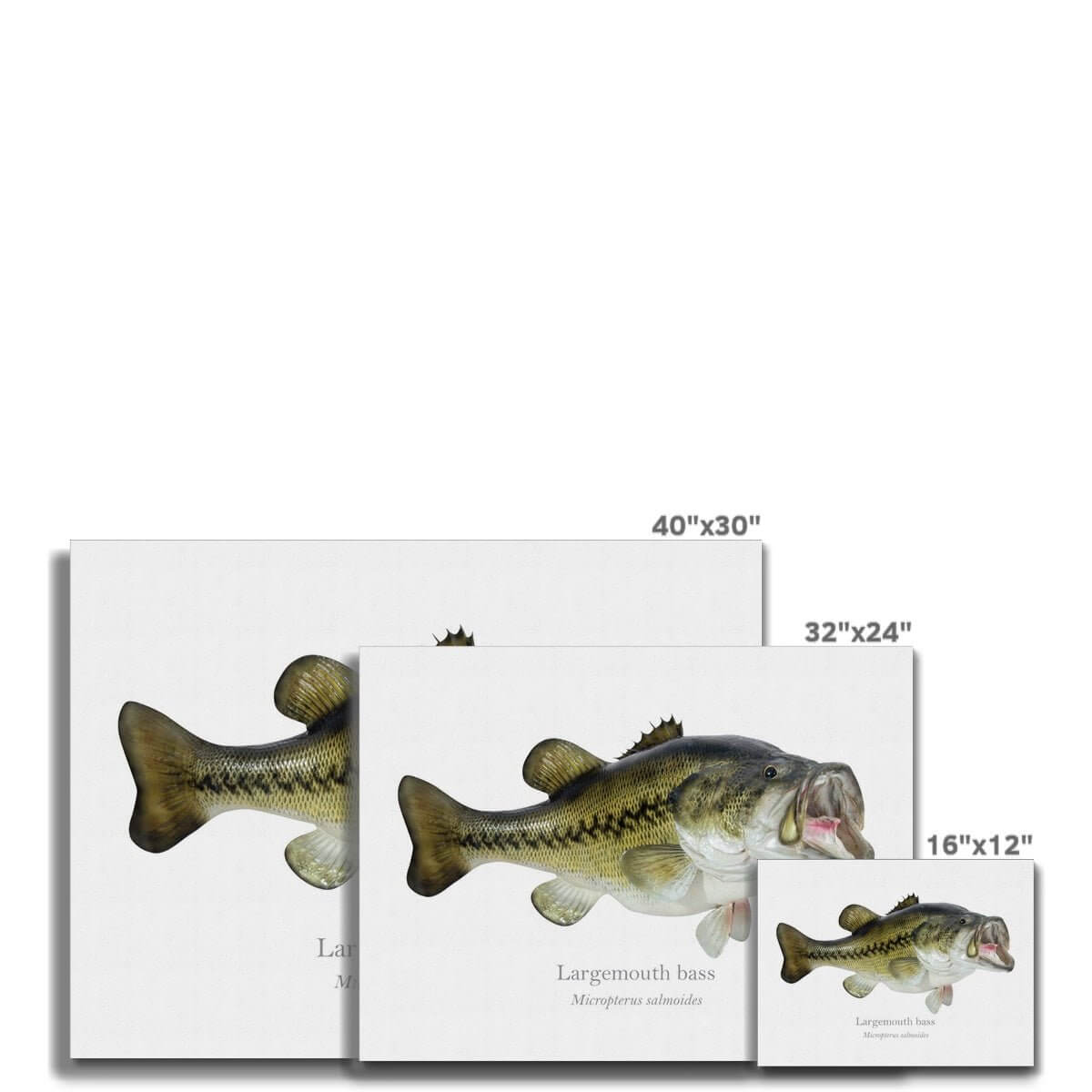 Largemouth Bass - Canvas Print - With Scientific Name - madfishlab.com