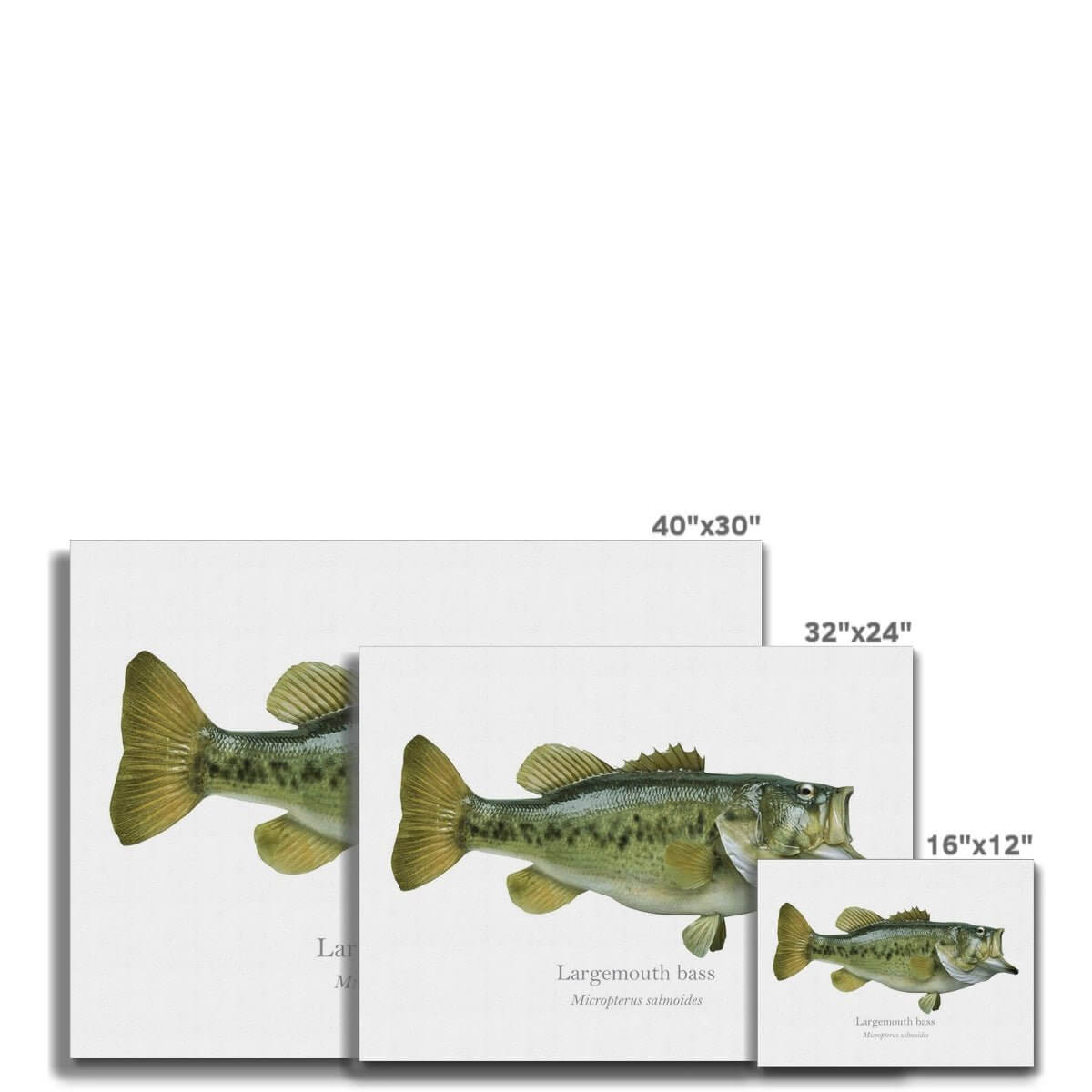 Largemouth Bass - Canvas Print - With Scientific Name - madfishlab.com