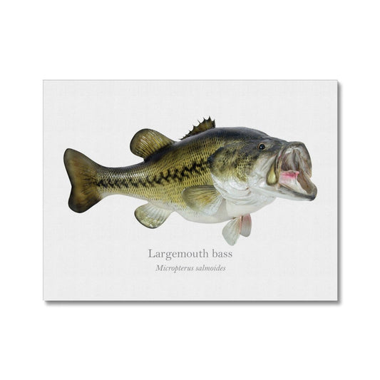 Largemouth Bass - Canvas Print - With Scientific Name - madfishlab.com