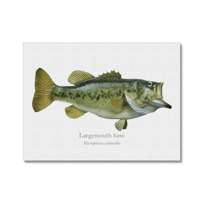 Largemouth Bass - Canvas Print - With Scientific Name - madfishlab.com