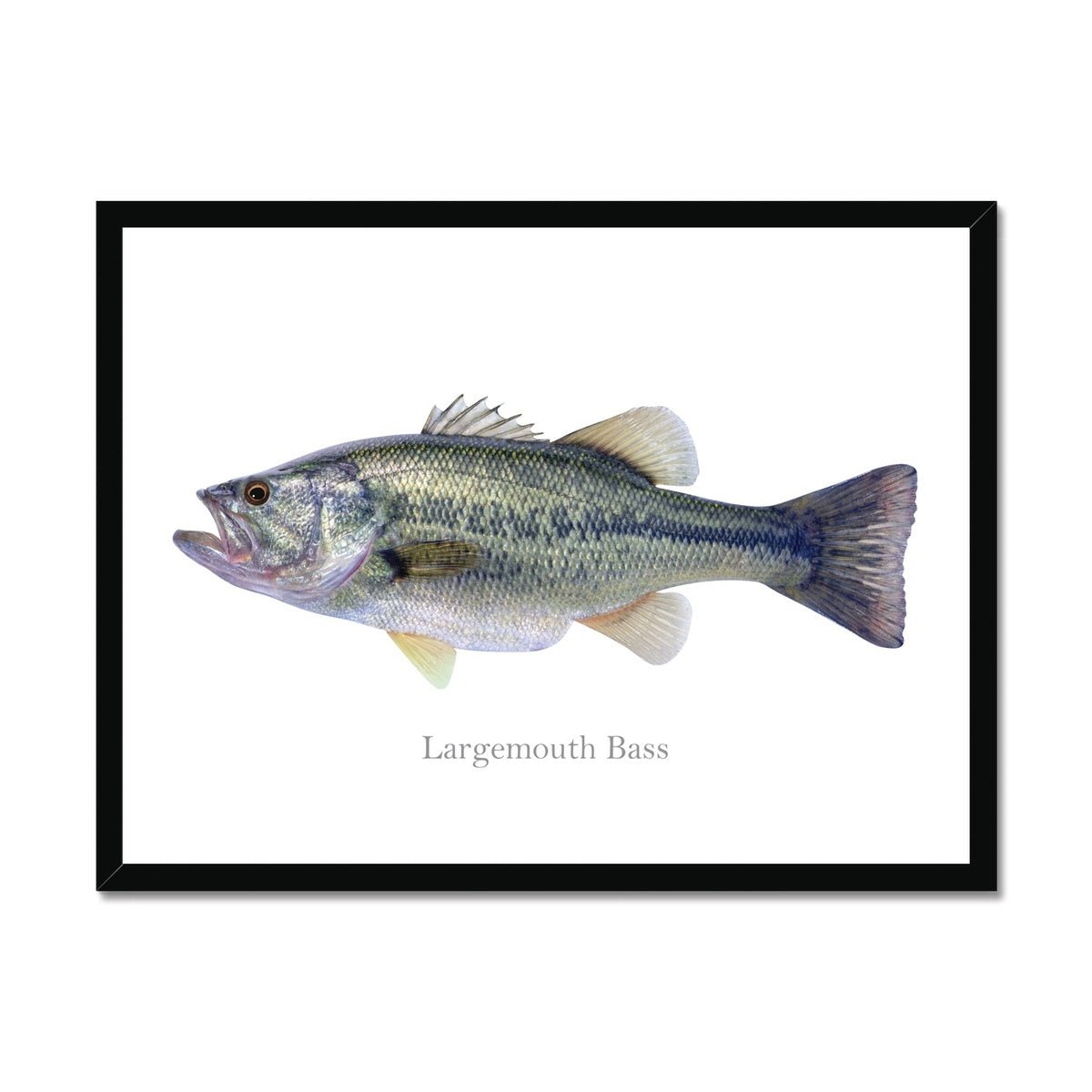 Largemouth Bass - Framed Print - madfishlab.com