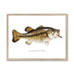 Largemouth Bass - Framed Print - madfishlab.com