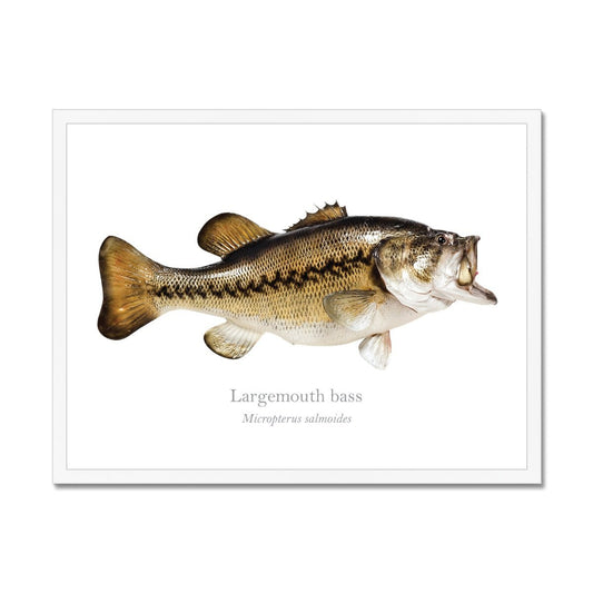 Largemouth Bass - Framed Print - With Scientific Name - madfishlab.com