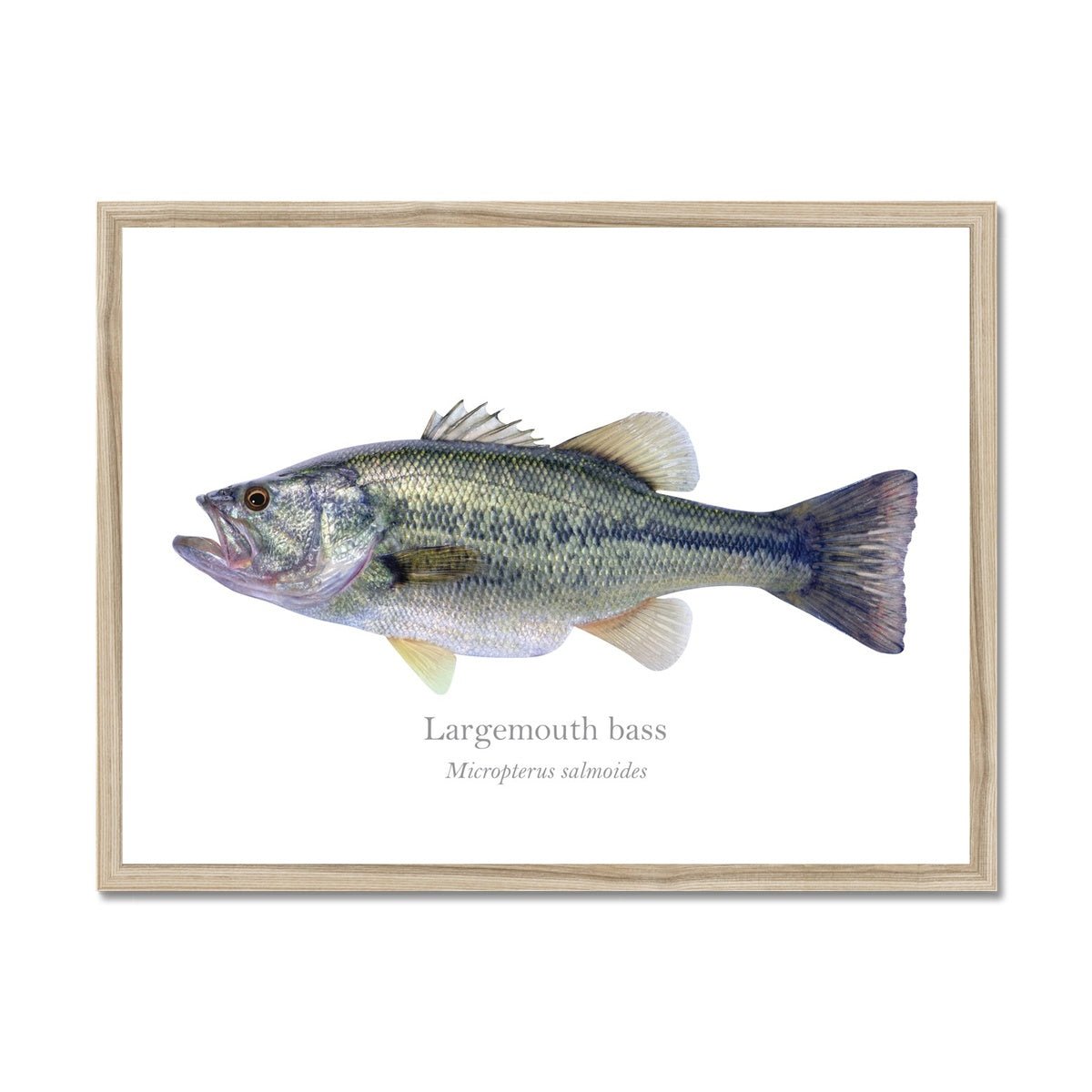 Largemouth Bass - Framed Print - With Scientific Name - madfishlab.com