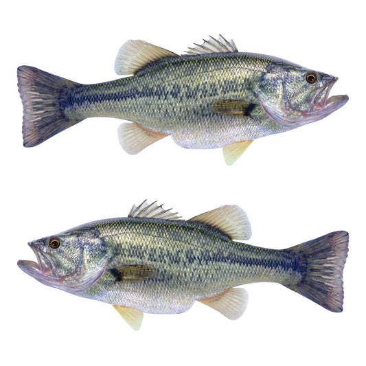 Largemouth Bass Large Decals, Stickers | 16-60" | Left/Right Facing - madfishlab.com