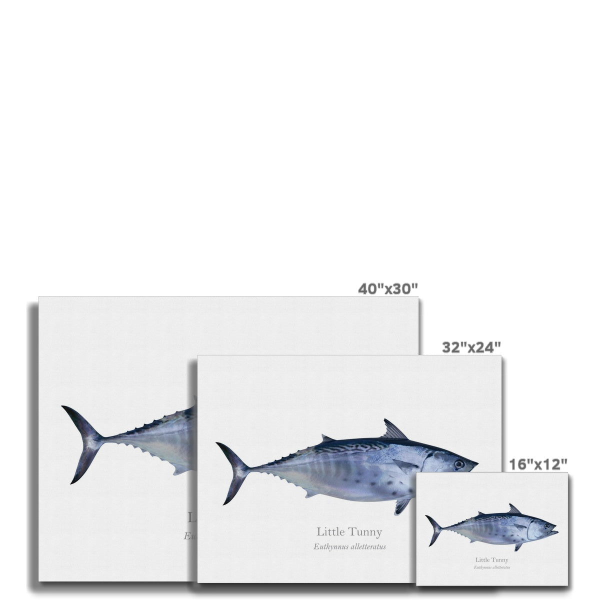 Little Tunny - Canvas Print - With Scientific Name - madfishlab.com