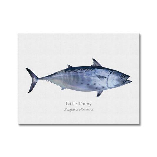 Little Tunny - Canvas Print - With Scientific Name - madfishlab.com