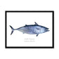 Little Tunny - Framed Print - With Scientific Name - madfishlab.com