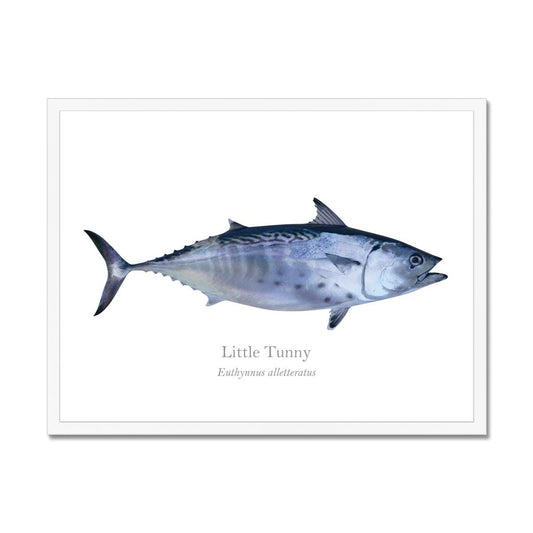 Little Tunny - Framed Print - With Scientific Name - madfishlab.com