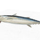 Little Tunny Tuna - Vintage Canvas - madfishlab.com