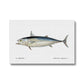 Little Tunny Tuna - Vintage Canvas - madfishlab.com