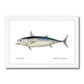 Little Tunny Tuna - Vintage Framed Print - madfishlab.com