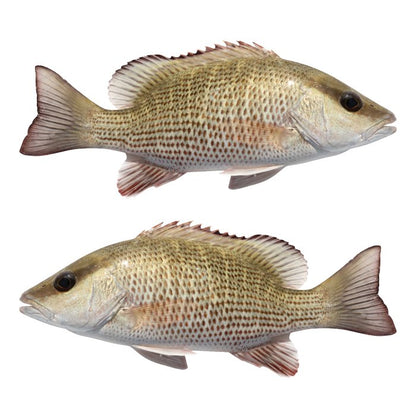 Mangrove Snapper Large Decals, Stickers | 16-60" | Left/Right Facing - madfishlab.com