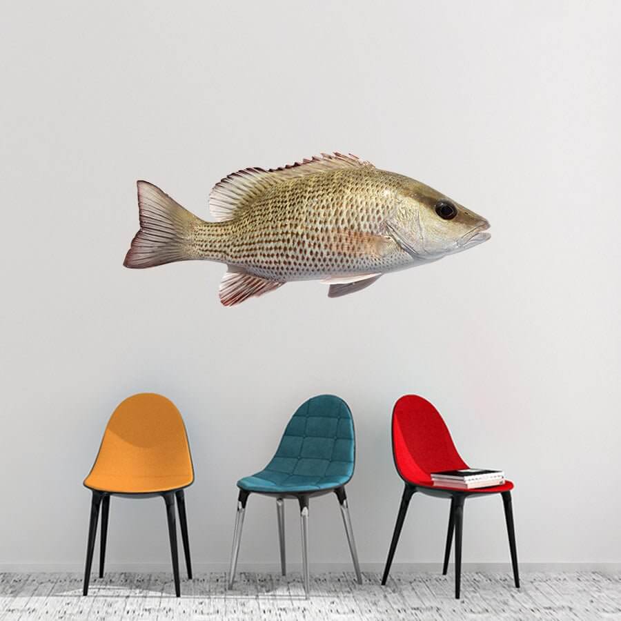 Mangrove Snapper fish wall decals above colorful chairs