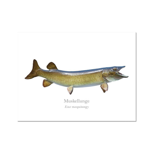 Muskellunge - Art Print - With Scientific Name - madfishlab.com