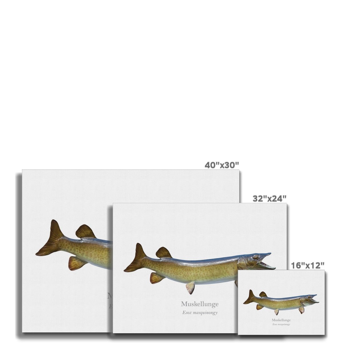 Muskellunge - Canvas Print - With Scientific Name - madfishlab.com