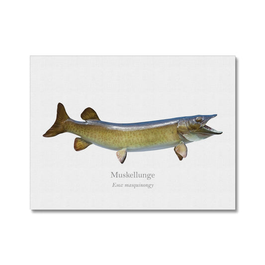 Muskellunge - Canvas Print - With Scientific Name - madfishlab.com