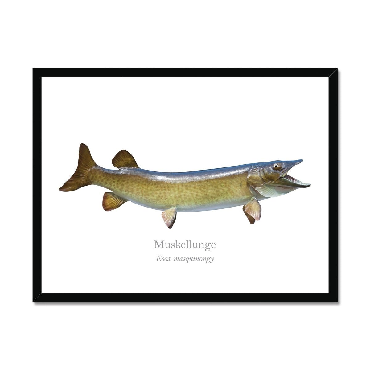 Muskellunge - Framed Print - With Scientific Name - madfishlab.com