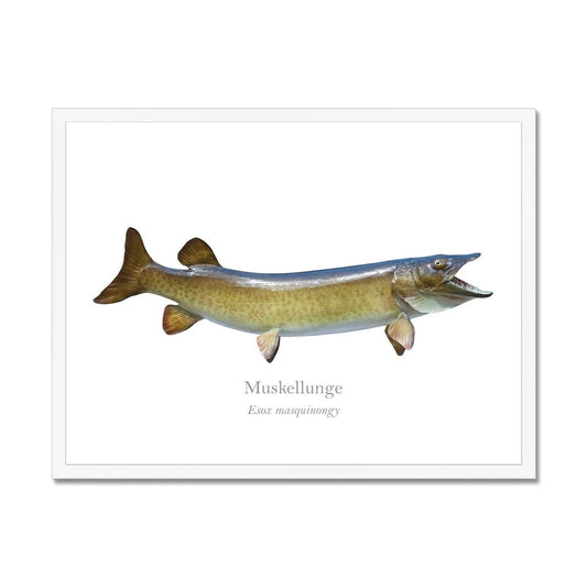 Muskellunge - Framed Print - With Scientific Name - madfishlab.com
