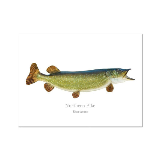 Northern Pike - Art Print - With Scientific Name - madfishlab.com