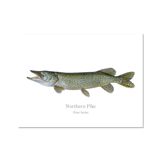 Northern Pike - Art Print - With Scientific Name - madfishlab.com