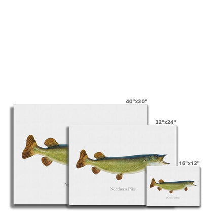 Northern Pike - Canvas Print - madfishlab.com