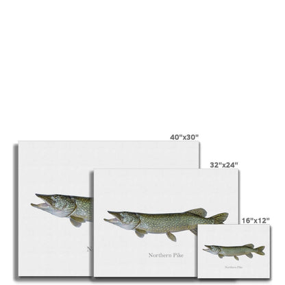 Northern Pike - Canvas Print - madfishlab.com