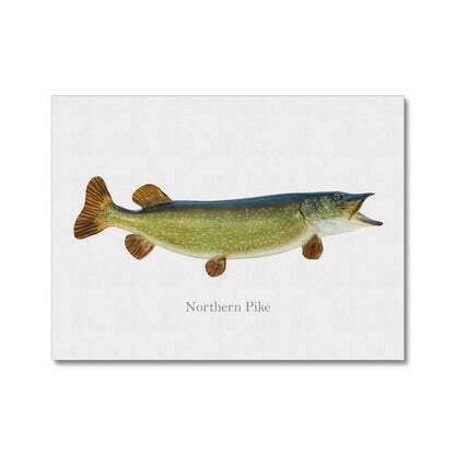 Northern Pike - Canvas Print - madfishlab.com