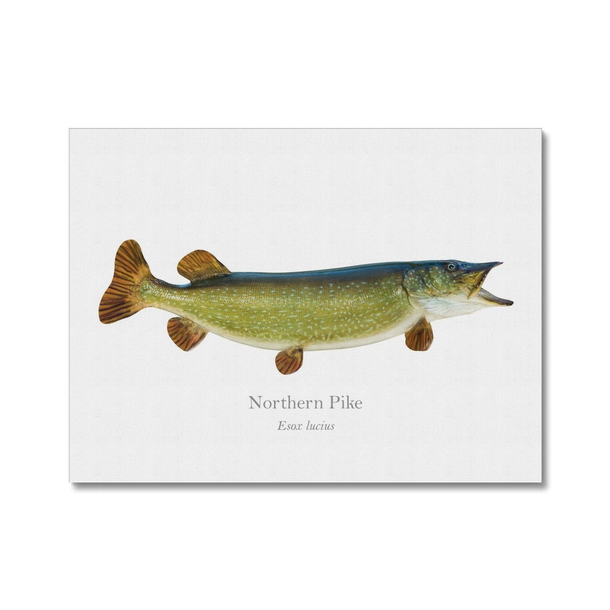 Northern Pike - Canvas Print - With Scientific Name - madfishlab.com