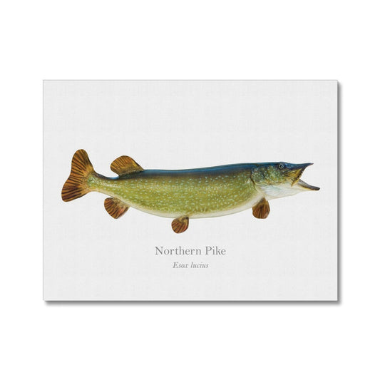 Northern Pike - Canvas Print - With Scientific Name - madfishlab.com