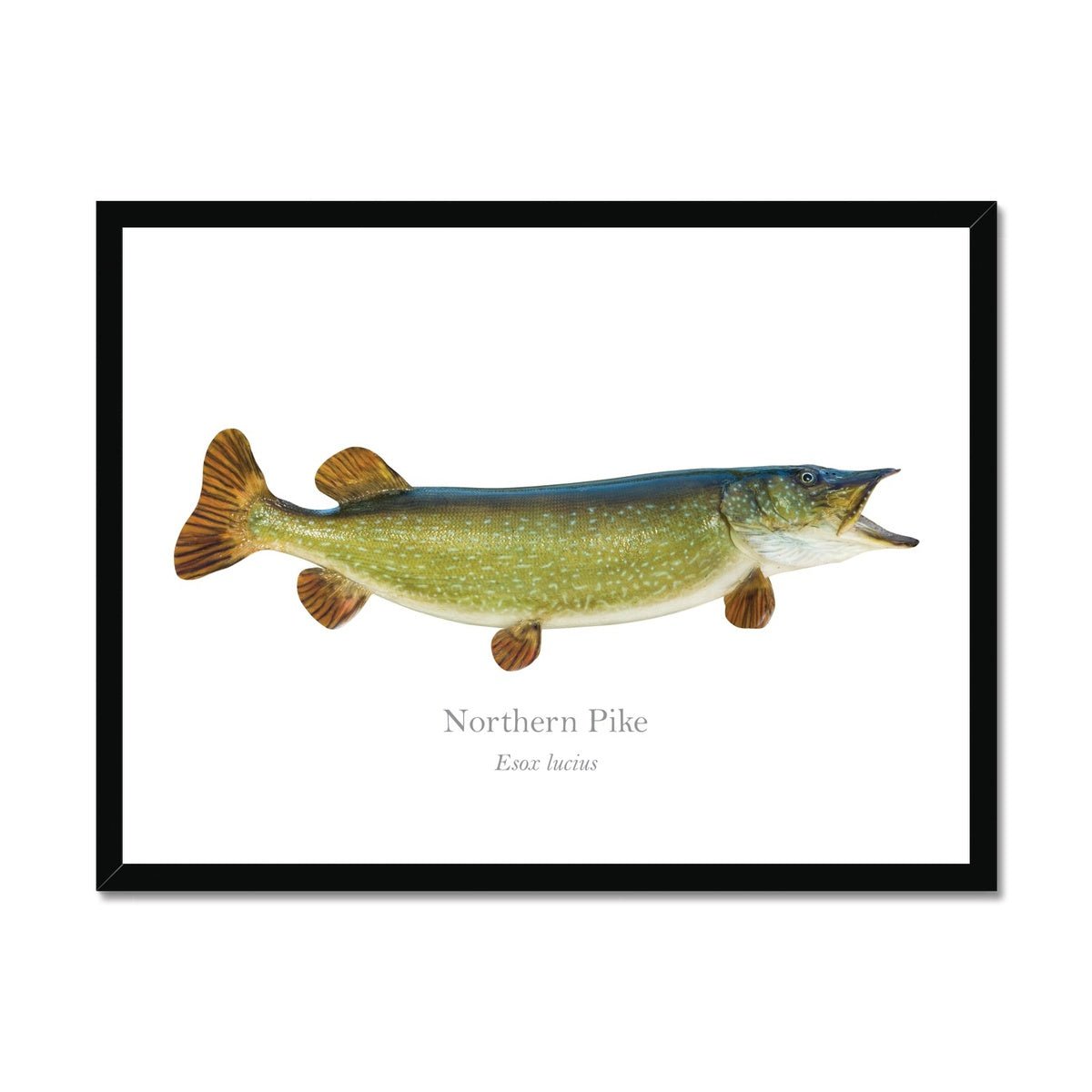 Northern Pike - Framed Print - With Scientific Name - madfishlab.com