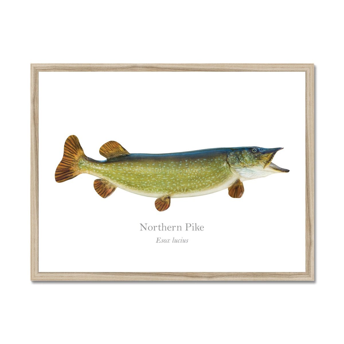 Northern Pike - Framed Print - With Scientific Name - madfishlab.com