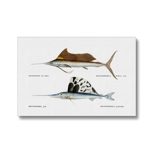 Pacific and Atlantic Sailfish - Vintage Canvas - madfishlab.com