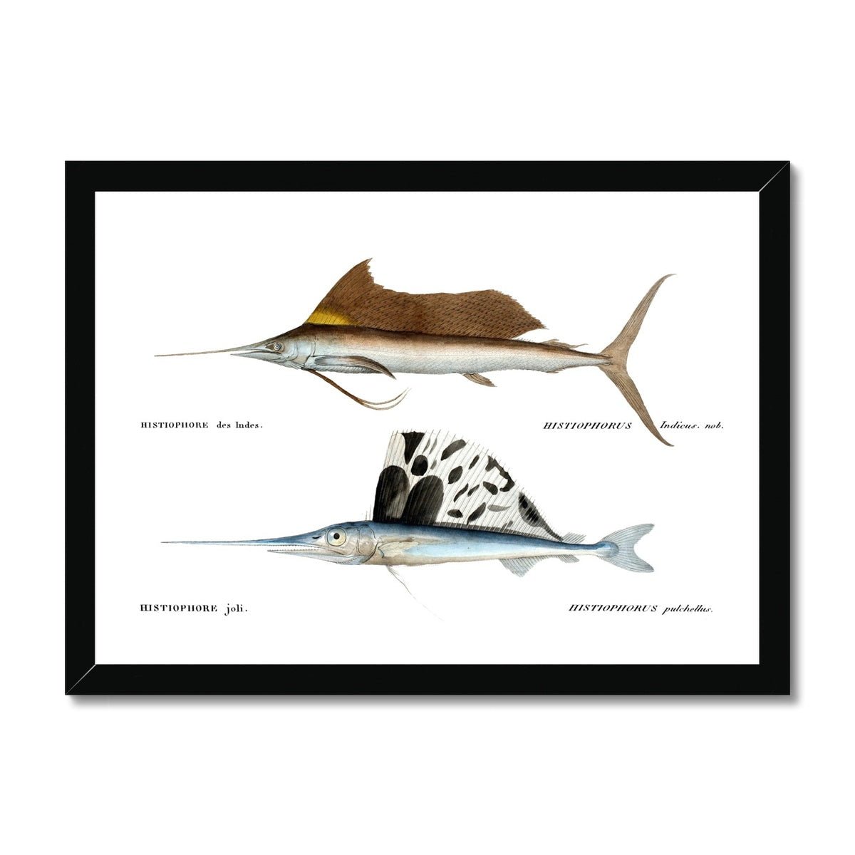 Pacific and Atlantic Sailfish - Vintage Framed Print - madfishlab.com