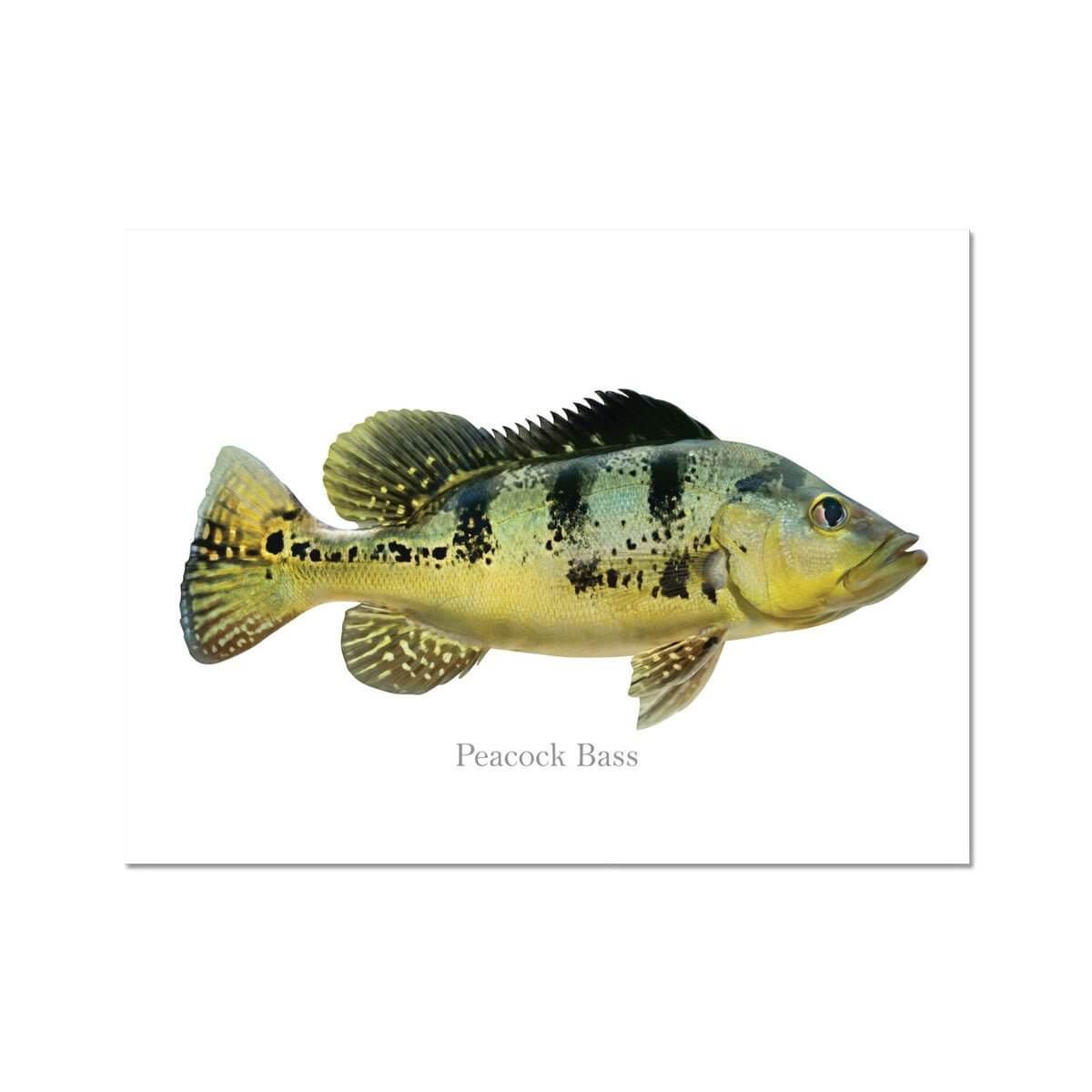 Peacock Bass - Art Print - madfishlab.com