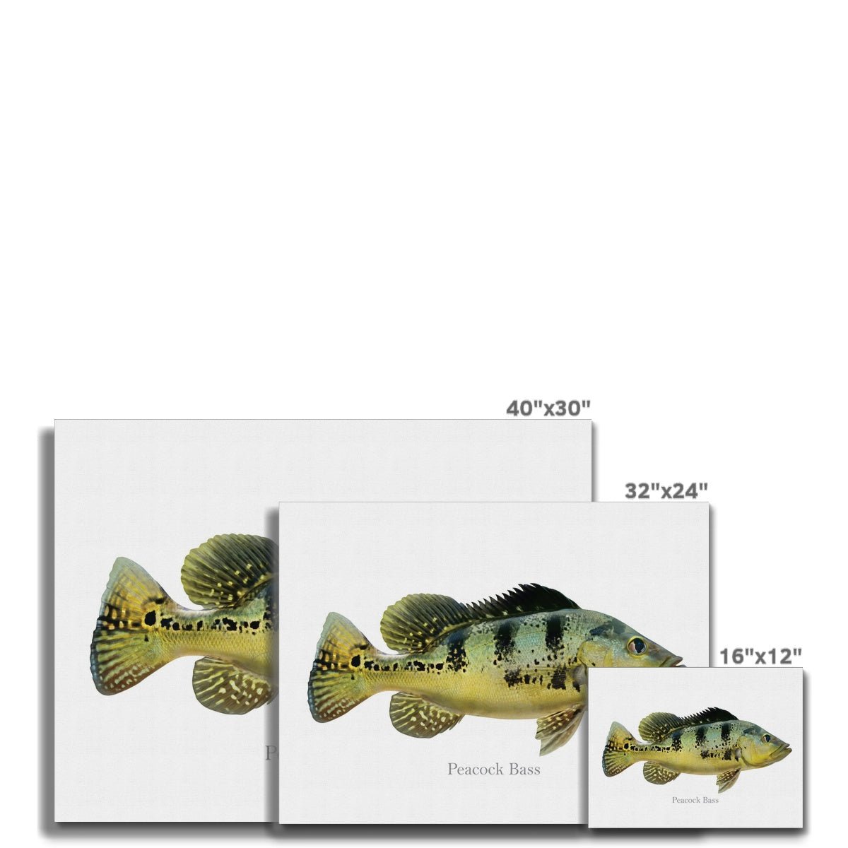 Peacock Bass - Canvas Print - madfishlab.com