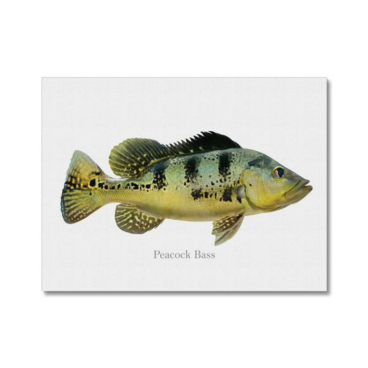 Peacock Bass - Canvas Print - madfishlab.com