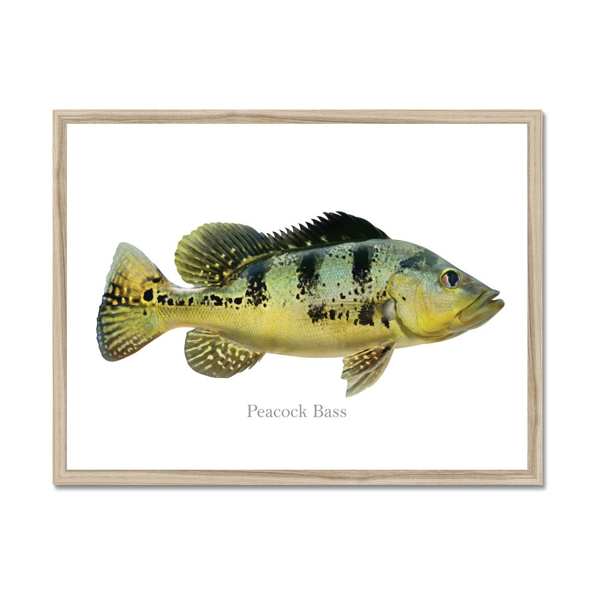 Peacock Bass - Framed Print - madfishlab.com