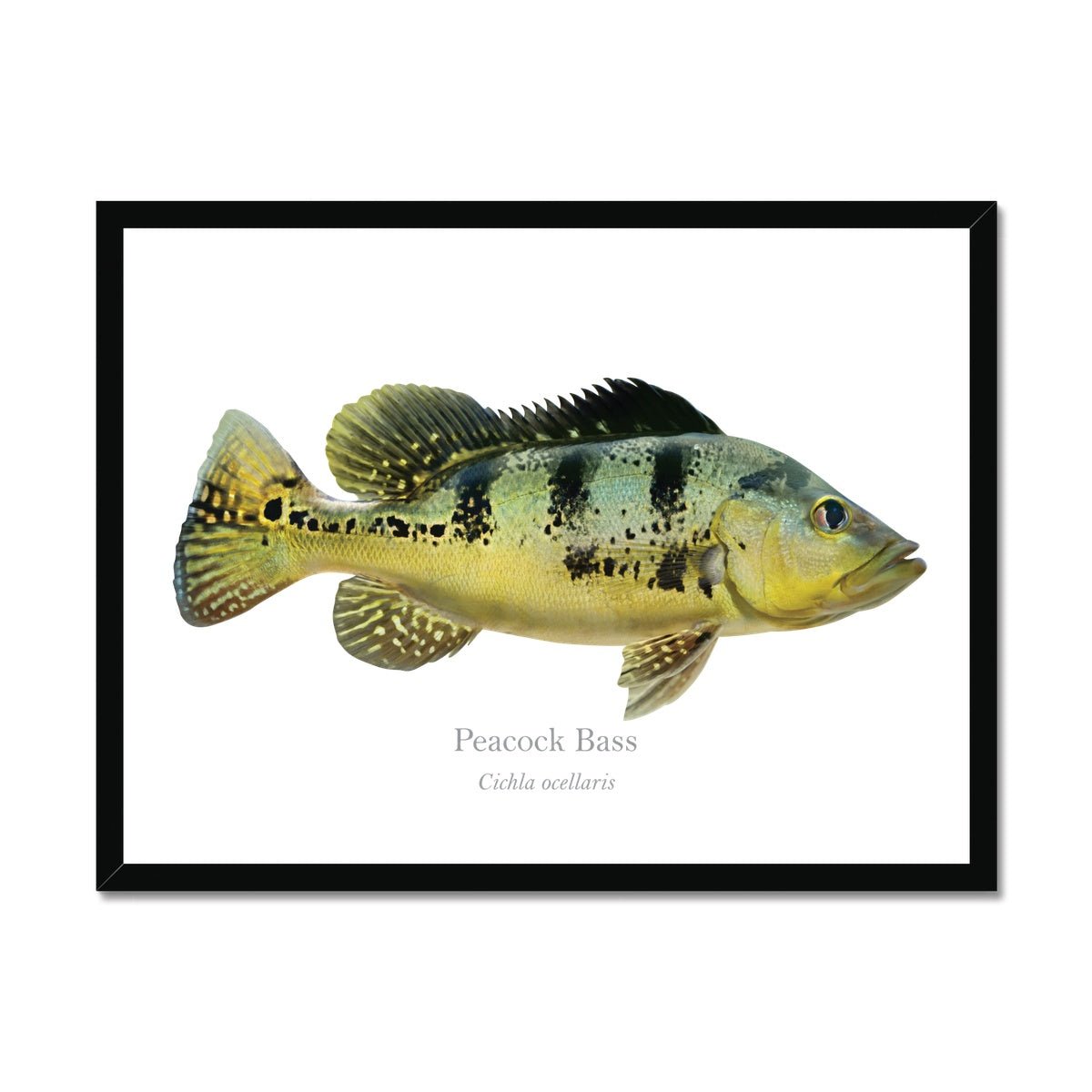 Peacock Bass - Framed Print - With Scientific Name - madfishlab.com