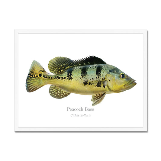 Peacock Bass - Framed Print - With Scientific Name - madfishlab.com