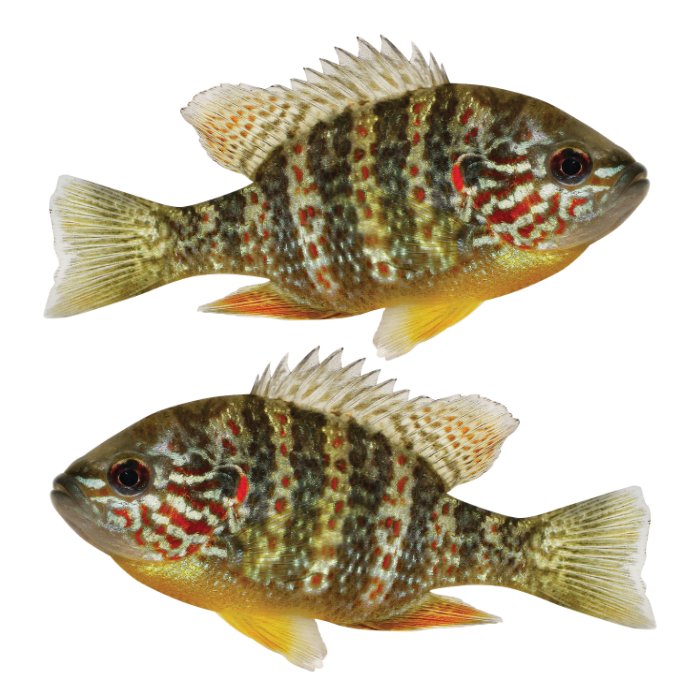 Pumpkinseed Large Decals, Stickers | 16-60" | Left/Right Facing - madfishlab.com