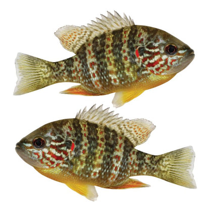 Pumpkinseed Large Decals, Stickers | 16-60" | Left/Right Facing - madfishlab.com