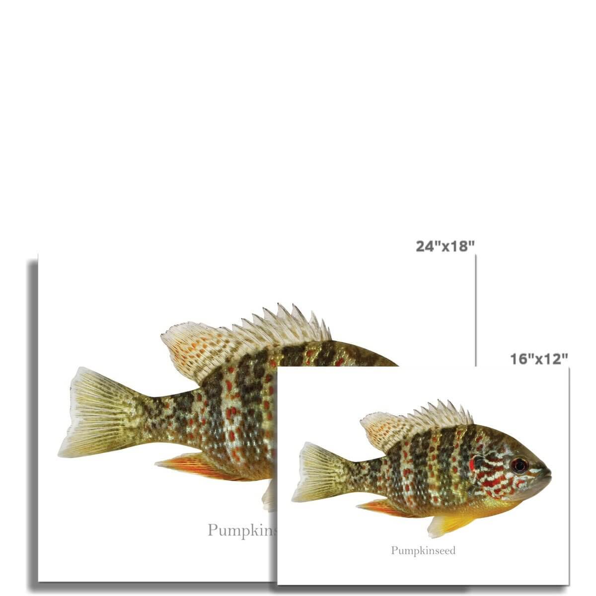 Pumpkinseed Sunfish - Art Print - madfishlab.com