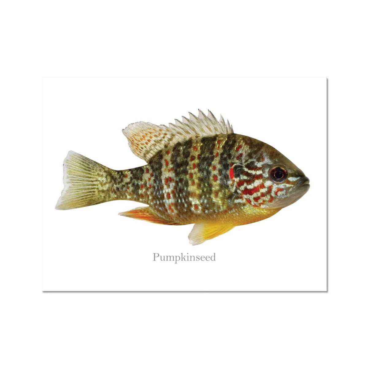 Pumpkinseed Sunfish - Art Print - madfishlab.com