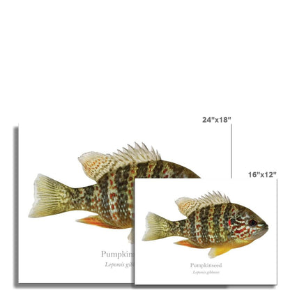 Pumpkinseed Sunfish - Art Print - With Scientific Name - madfishlab.com