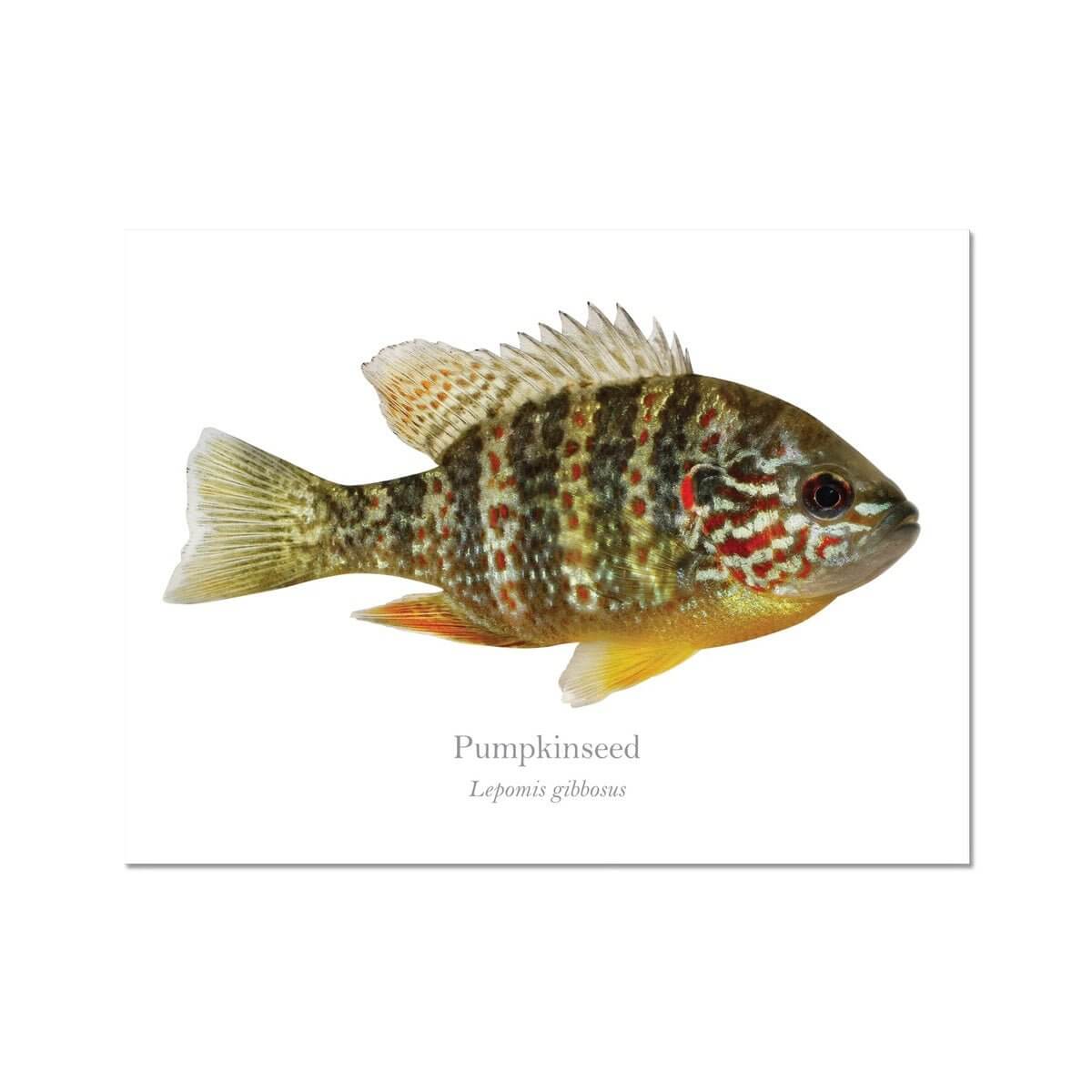 Pumpkinseed Sunfish - Art Print - With Scientific Name - madfishlab.com