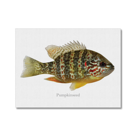 Pumpkinseed Sunfish - Canvas Print - madfishlab.com