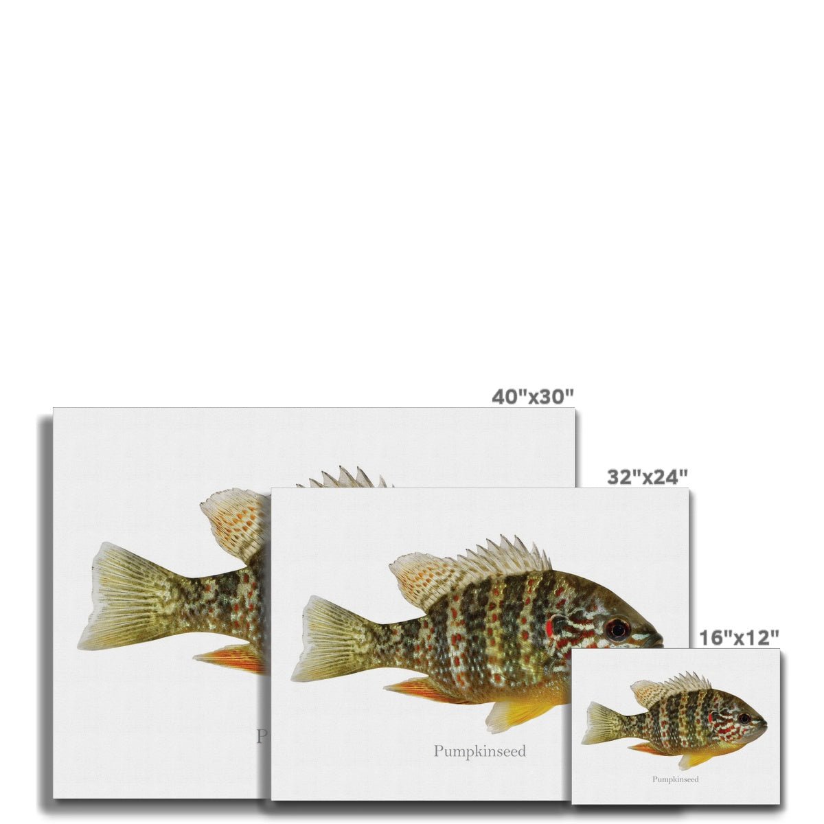 Pumpkinseed Sunfish - Canvas Print - madfishlab.com