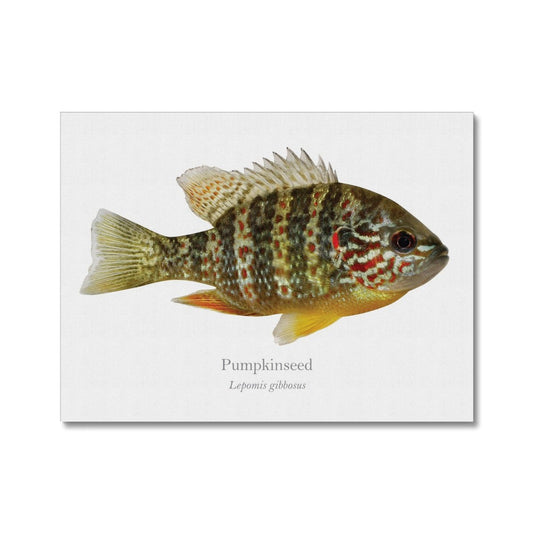 Pumpkinseed Sunfish - Canvas Print - With Scientific Name - madfishlab.com